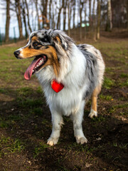 Portrait of marle Australian Shepherd in dogs park. Cute dog sitting on a ground in the woods looking at his owner who is caring a toy. Animal waiting to throw the ball.