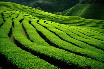 Green tea farm in Japans Shizuoka Prefecture, close to Mount Fuji. Generative AI
