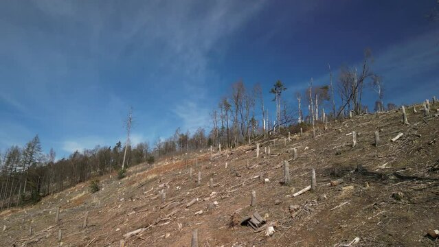 Afelled forest because of climate change from  above 4k drone