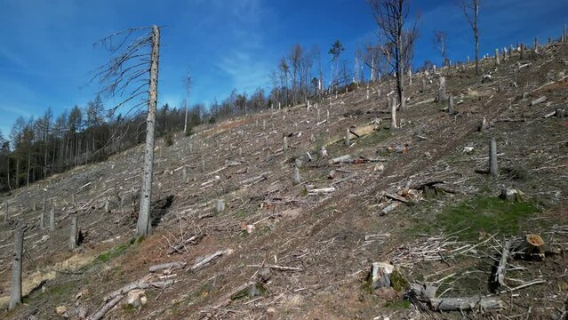 Afelled forest because of climate change from  above 4k drone