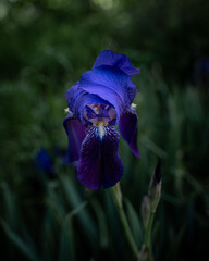 Ultramarine iris flower against dark green grass. Saturated blue flower on a dark green background. beautiful blue flower, dark atmospheric spring photo, macro photography. High quality vertical photo