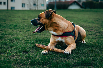 Portrait of a cross between a boxer and a husky dog in a park. Cute dog laying on a grass and looking at his owner who is caring a toy. Animal waiting to throw the ball.