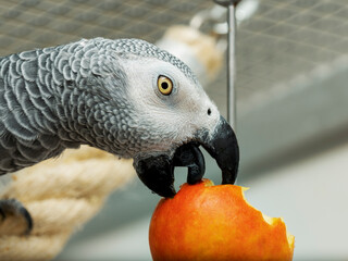 Head portrait of gray parrot eating apple