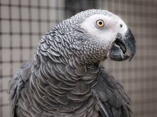Image filling upper body portrait of gray parrot