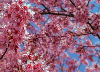 Beautiful cherry blossom, pink sakura flowers in spring time close up, selective focus