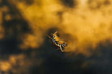A small, drowned, exhausted dead, fighting for life, a wasp swims in the water.