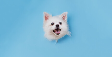 Portrait of a charming, white Pomeranian dog climbs out of hole in colored background. Make room for the text. Wide-angle horizontal wallpaper or web banner.