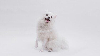 Portrait of a charming, white Pomeranian dog on a white background. Make room for the text. Wide-angle horizontal wallpaper or web banner.