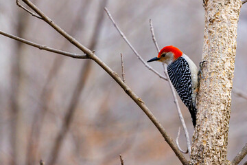 Red-bellied woodpecker (melanerpes carolinus) perched on a tree in Wisconsin. Selective focus, background blur and foreground blur.
