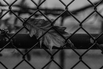 fence in the park