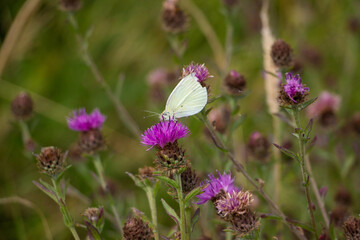 butterfly on a flower