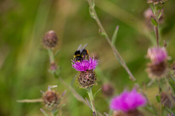 bumblebee on thistle