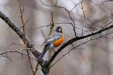 American robin (Turdus migratorius) perched on a tree limb during early spring in Wisconsin. Selective focus, background blur and foreground blur.
