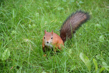 squirrel on the grass