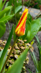 Yellow and red beautiful tulip with drops of water after rain in the morning garden. Fresh flowers in nature. Tulip flower head among green leaves of plants.