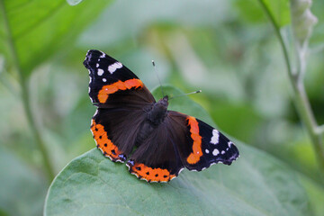 butterfly on leaf
