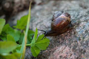 snail on a leaf