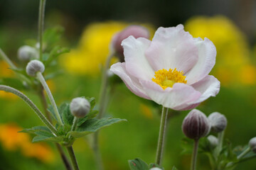 anemone