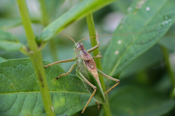 grasshopper on the grass