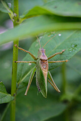 grasshopper on a leaf