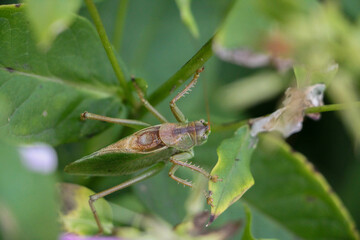 grasshopper on a leaf