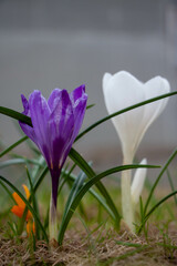Fototapeta na wymiar spring crocus flowers