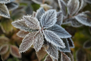 frost on the leaves