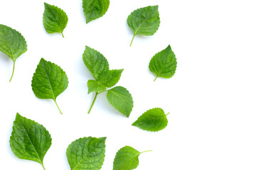 Tree Basil leaves (Ocimum gratissimum) on white background.