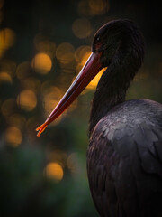 Black stork, Ciconia nigra, standing in sunshine