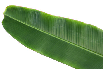 Fresh banana leaf on white background.