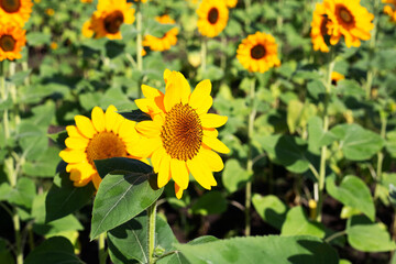 Fototapeta premium Sunflower field, Beautiful summer landscape.