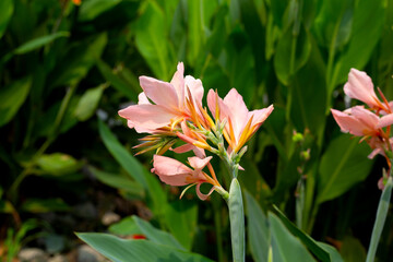 Beautiful canna flower with green leaves in the garden