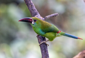 Tucancito Culirrojo - Crimson-rumped Toucaned - Aulacorhynchus haematopygus