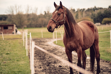 Horses in Slovak nature.