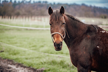 Horses in Slovak nature.