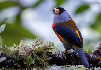 Compás - Toucan Barbet - semnornis ramphastinus