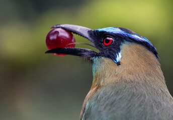 A Momotus aequatorialis enjoying a sweet and juicy grape on a sunny day. Its beautiful blue and green plumage contrasts with the pinkish tone of the fruit, creating a vibrant and colorful image.