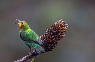 Tángara multicolor (Chlorochrysa nitidissima)