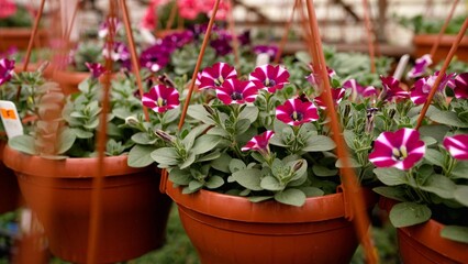 Petunia in hanging pots in a greenhouse. Pink, yellow and purple petunia flowers hang in plastic pots in a nursery.