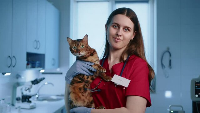 A young female professional veterinarian is holding and petting adult Toyger cat. The pet is looking into the camera and meows. The doctor is smiling. High quality 4k footage