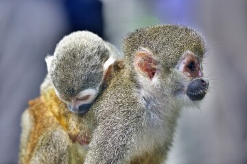 Totenkopfäffchen im Regenwald