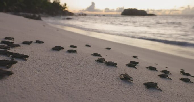 Close-up.Critically endangered large group of cute baby Hawksbill turtle hatchlings making their way to the ocean at sunset