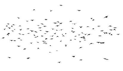 A flock of flying birds. Free birds. Vector illustration