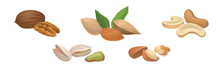 Nuts as Dry Edible Seeds with High Fat Content Vector Set