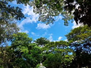 the sunny blue sky with tree.