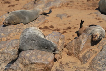 sea lion in the nature reserve of cape cross in namibia