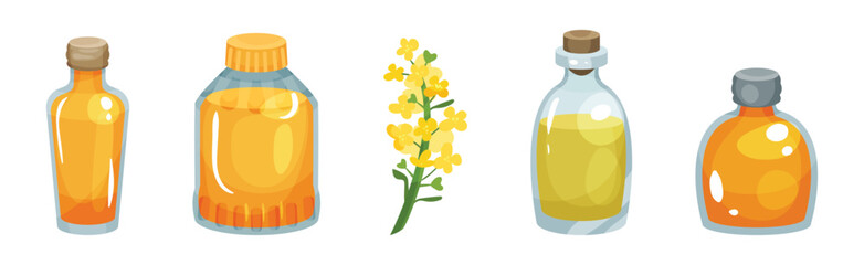 Vegetarian Rapeseed Oil Glass Bottles with Cork Vector Set