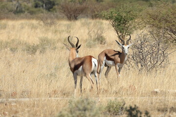 springboks in the erongo region