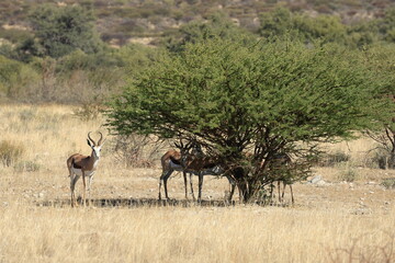 springboks in the wild of Namibia