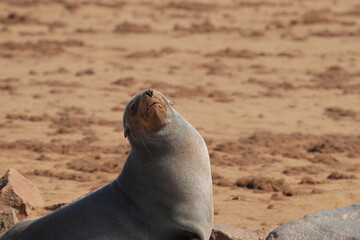 Fototapeta premium sea lion on the beach of cape cross